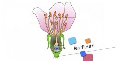 Les fleurs